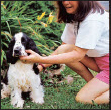 Begin with the basics of training the puppy and adult dog Learn the principles - photo 8