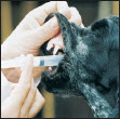 By Lowell Ackerman DVM DACVD Become your dogs healthcare advocate and a - photo 9