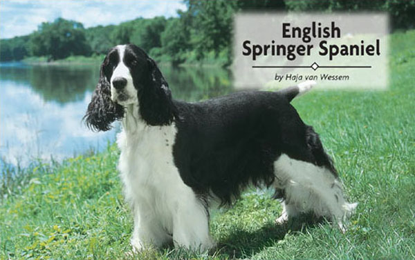 Physical Characteristics of the English Springer Spaniel from The American - photo 1