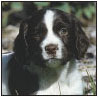 English Springer Spaniel a Comprehensive Guide to Owning and Caring for Your Dog - image 6