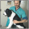 English Springer Spaniel a Comprehensive Guide to Owning and Caring for Your Dog - image 9