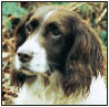 English Springer Spaniel a Comprehensive Guide to Owning and Caring for Your Dog - image 10