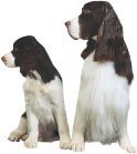 KENNEL CLUB BOOKS ENGLISH SPRINGER SPANIEL ISBN 13 978-159378-227-6 eISBN - photo 12