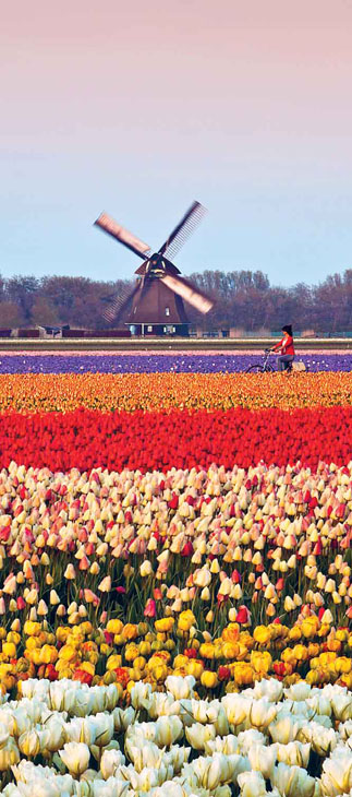 Tulip field North Holland FRANS LEMMENSGETTY IMAGES Enjoying Cheesy - photo 9