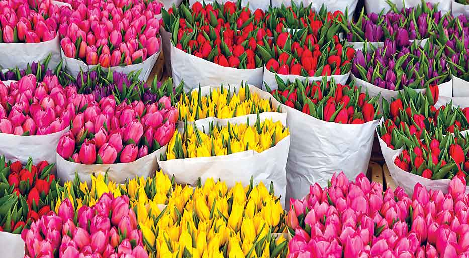 Tulips Bloemenmarkt Amsterdam KIMBERLEY COOLEGETTY IMAGES TOP - photo 5