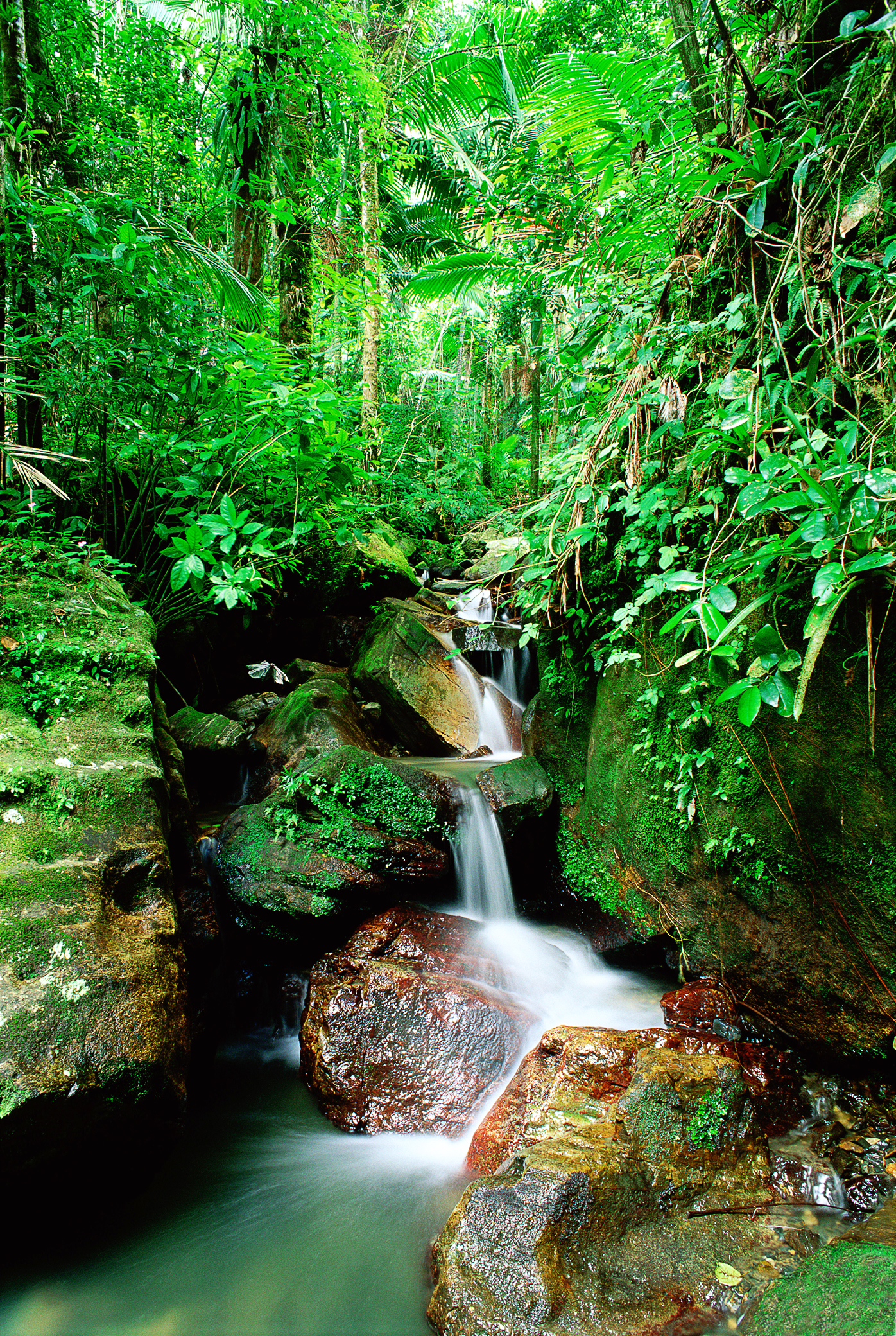 El Yunque National Forest MARK LEWIS GETTY IMAGES By Ryan Ver Berkmoes - photo 8