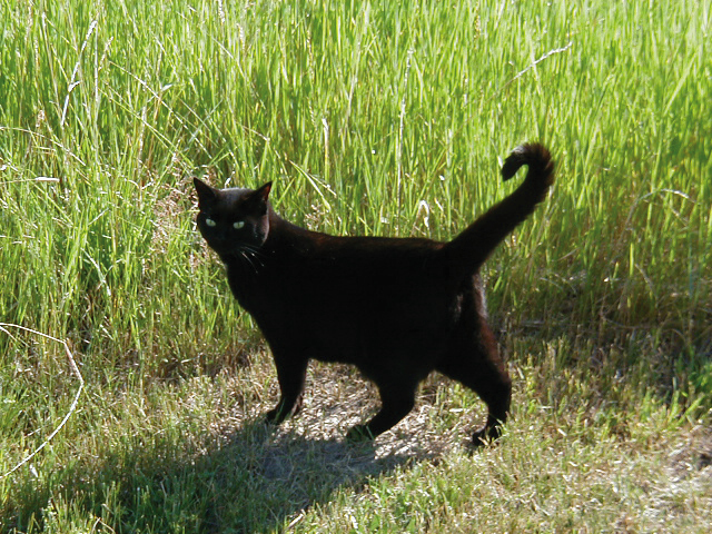 Augusta T he little black kitten had never felt snow The snow was - photo 3