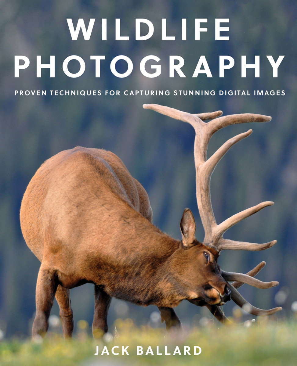 Wildlife Photography Proven Techniques for Capturing Stunning Digital Images - image 1