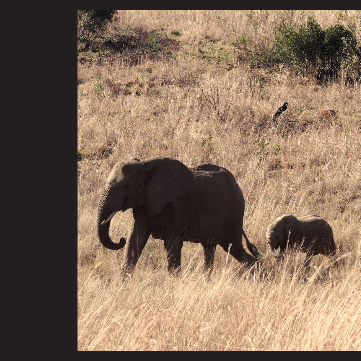 South Africa Towering African Elephants South Africa - photo 10