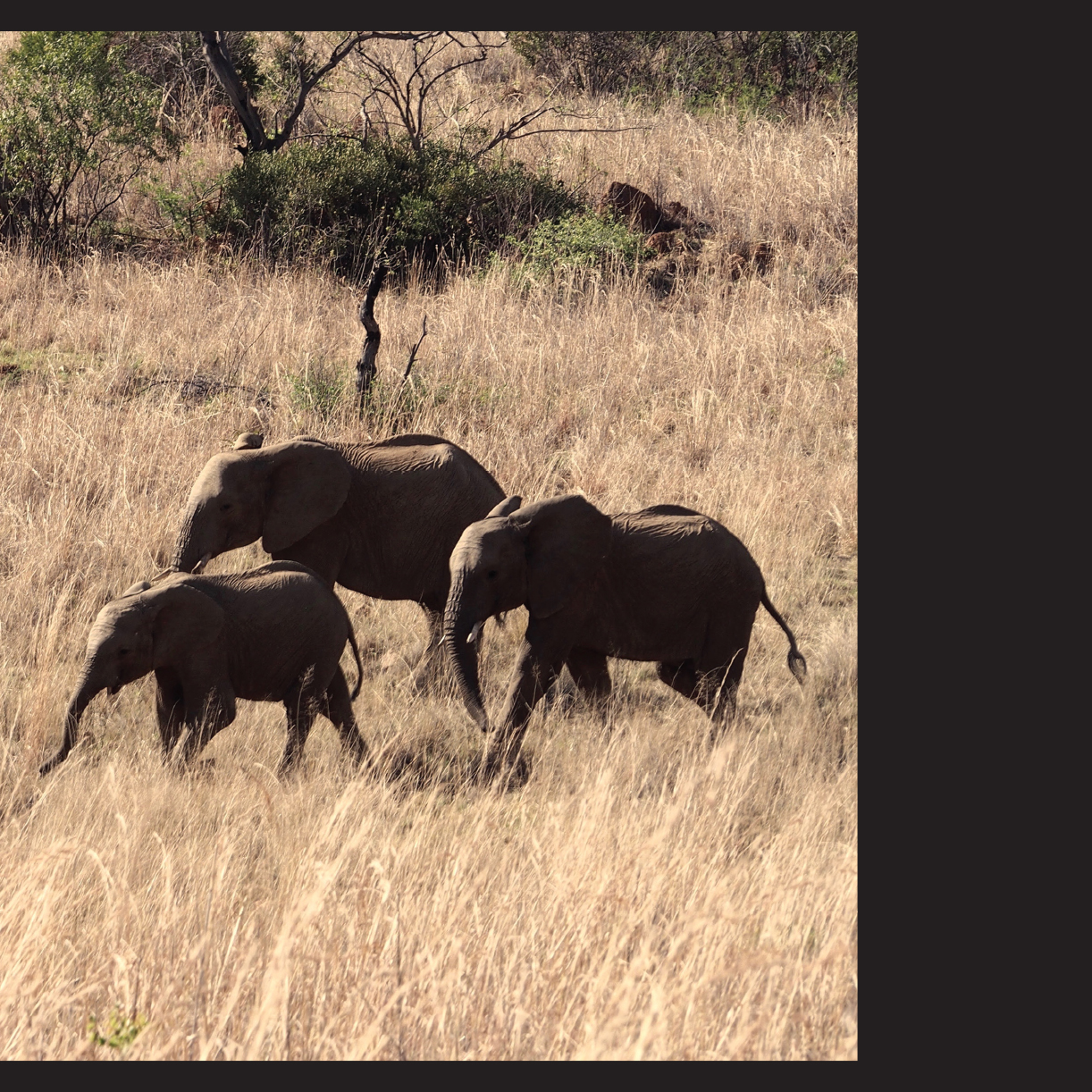 Towering African Elephants South Africa South Africa - photo 11