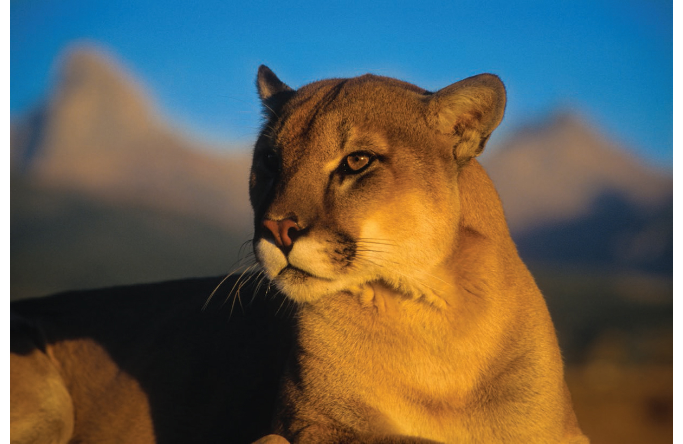 MOUNTAIN LION In the western foothills of the Rocky Mountains the - photo 18