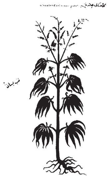 Figure 11 The oldest image representing cannabis found in the Manuscriptum - photo 3