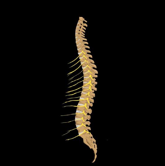 Nerves Branches off the spine Lumbar low back nerves control body movement - photo 1