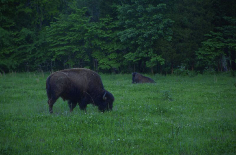 Millions of bison were present on the prairies of North America at the time of - photo 2