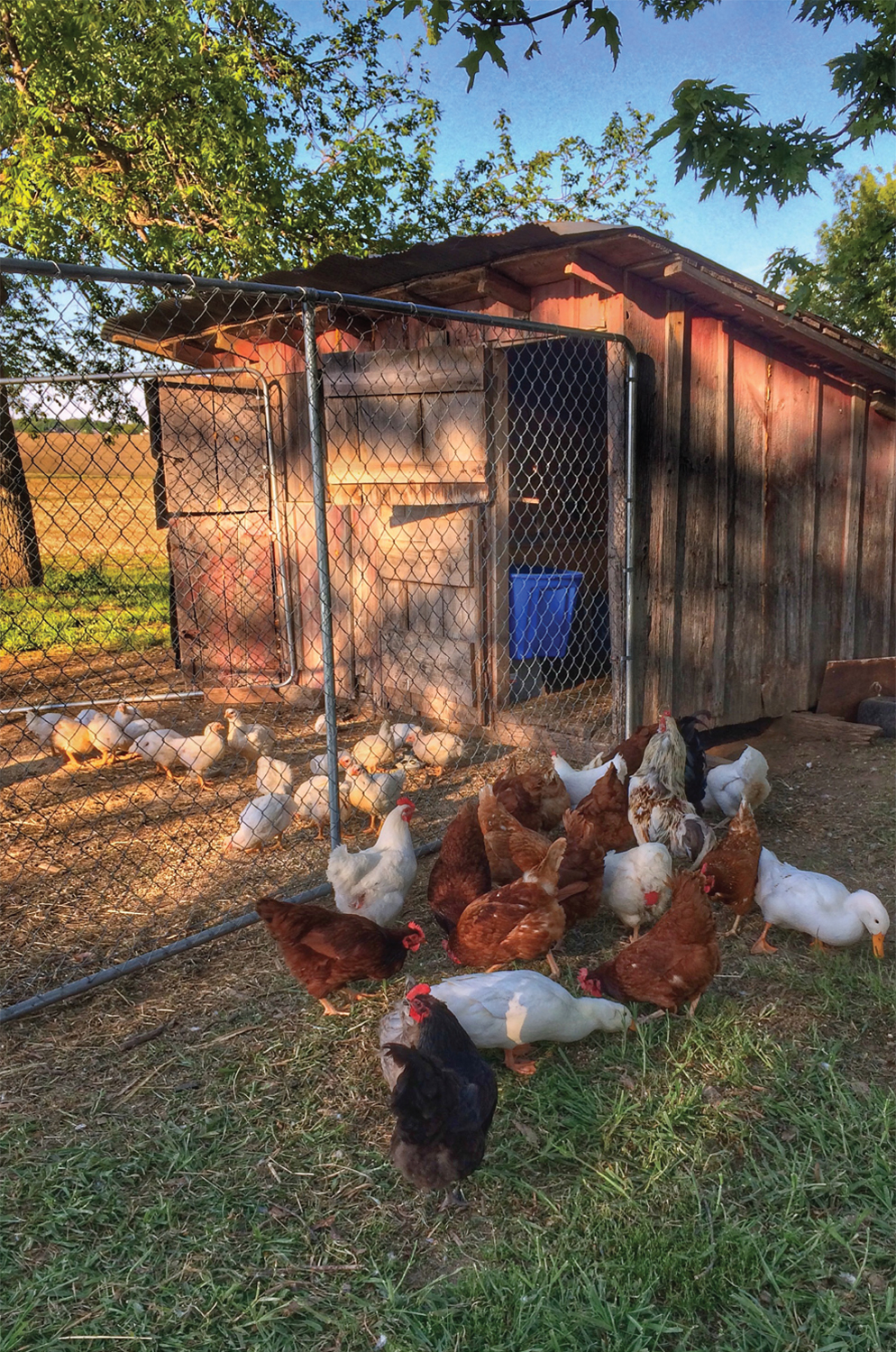 Introduction Thank you for picking up a copy of How to Raise Chickens for - photo 6