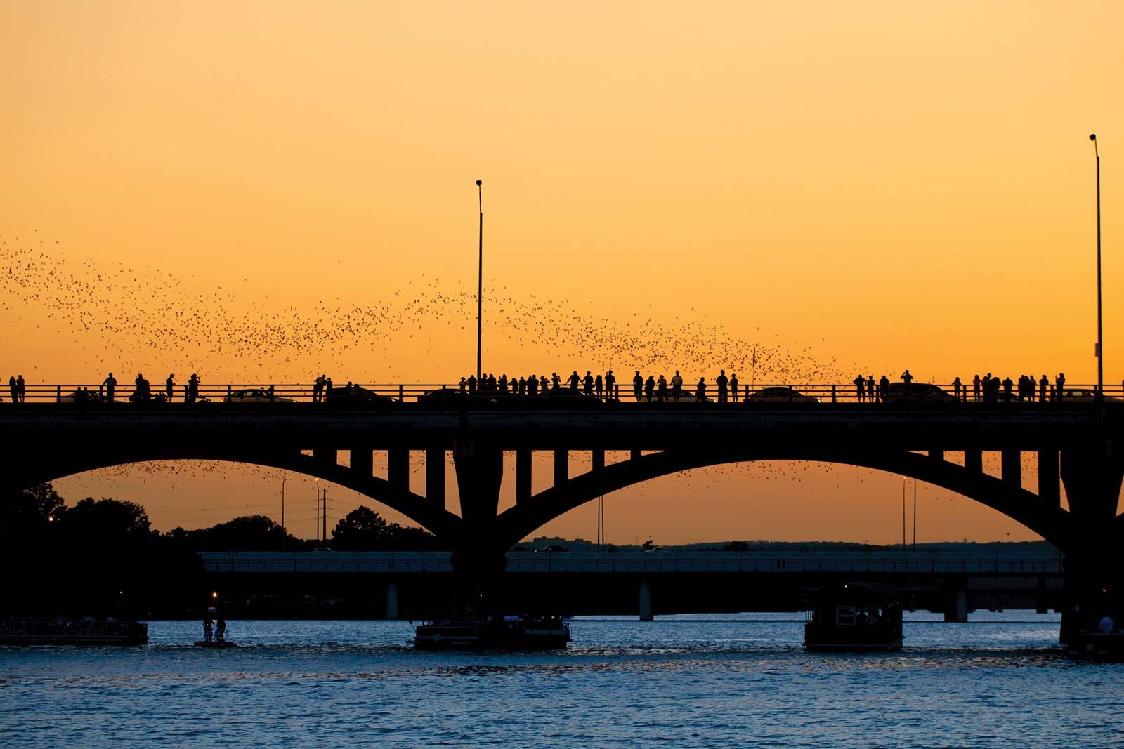 Beware On summer evenings at dusk the worlds largest urban bat colony takes - photo 16