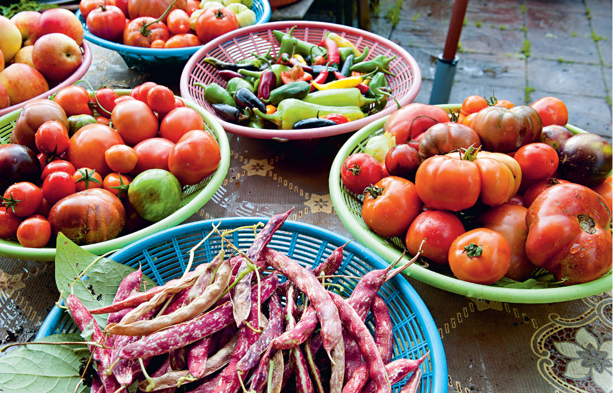 A motley August harvest tomatoes Borlotti beans and chili peppers THESE - photo 7