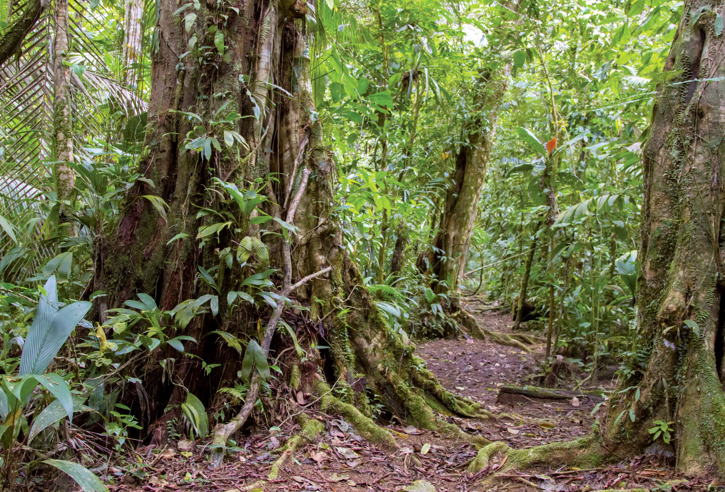 FIGURE P1 A muddy path leads through the tropical lowland rainforest at La - photo 4