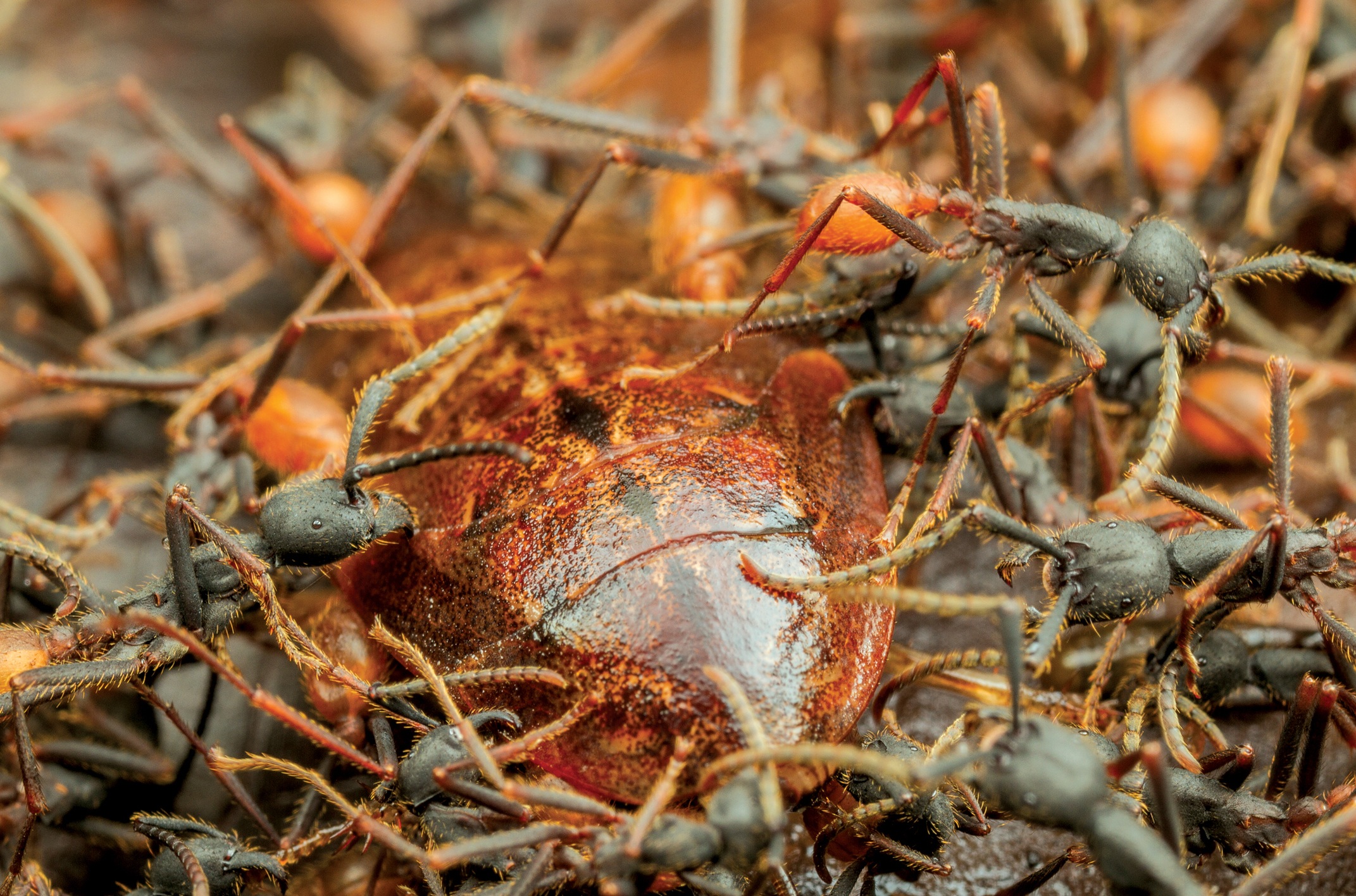 FIGURE P2 Army ants overpower large prey by their sheer numbers Here a - photo 5