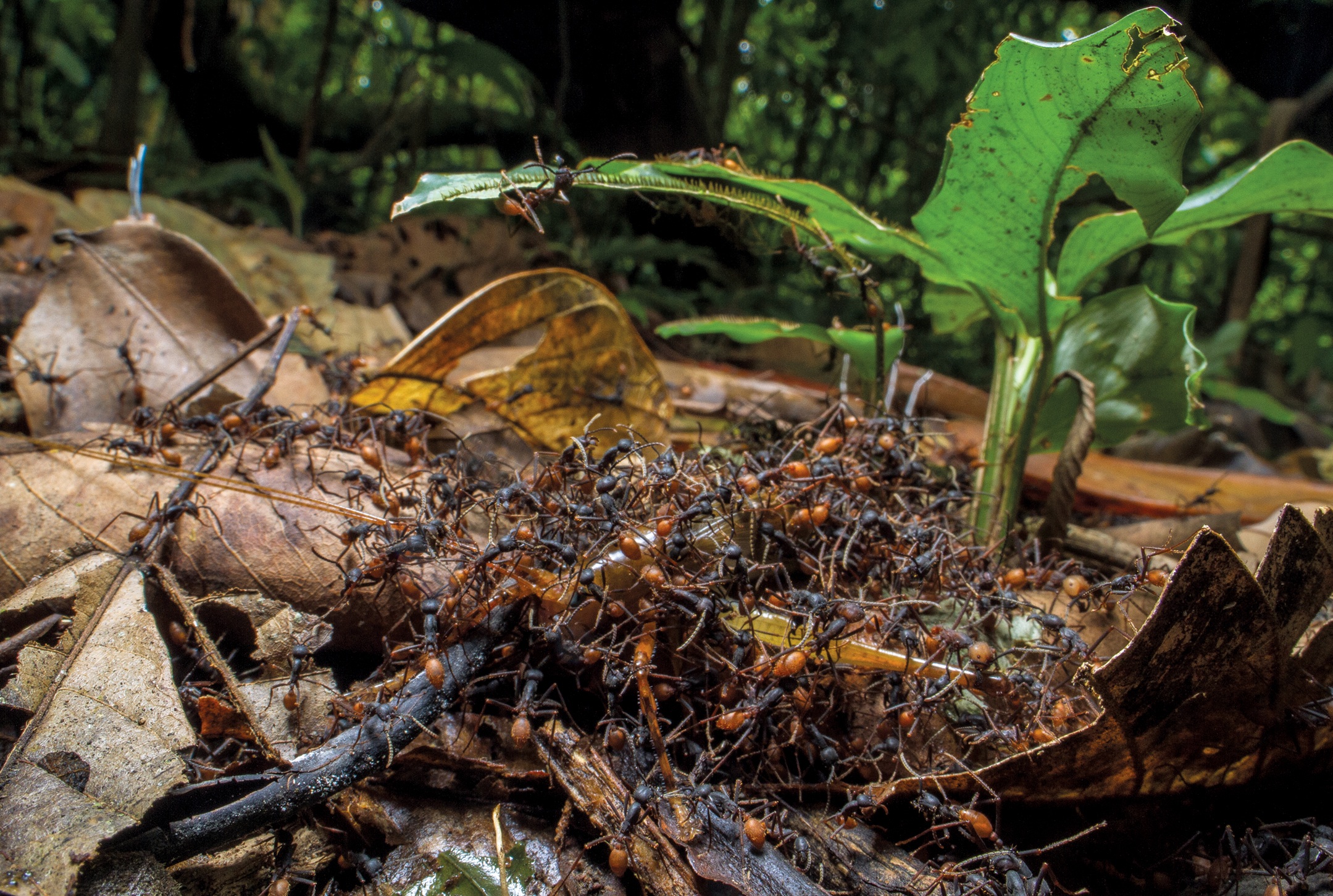 FIGURE P3 Army ants virtually bury large prey items under a mass of workers - photo 6