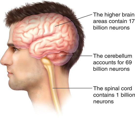 Neurons Neurons are responsible for all the things we doour movements our - photo 7