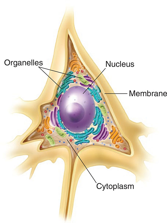 Neurons are usually so small that they can be seen only with the aid of a - photo 9