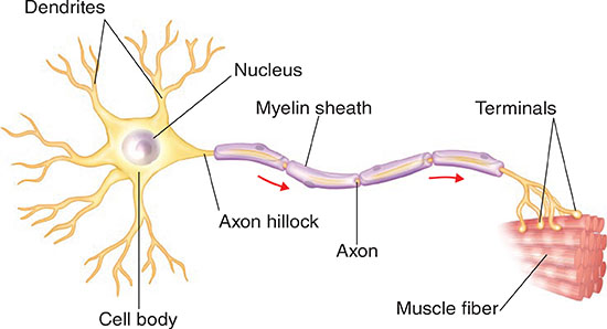 The third type is neither motor nor sensory that this neuron is also - photo 10