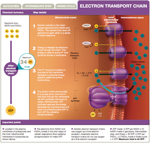 CHEM NOTES are included in the narrative to remove learning barriers for - photo 4