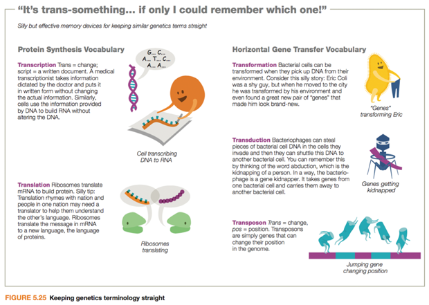 Bringing the Art to Life through Rich Media in wwwMasteringMicrobiologycom - photo 6