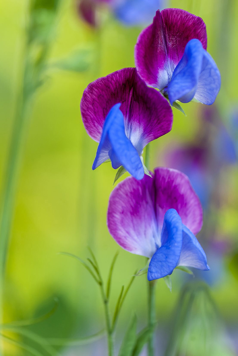 The scented blossoms of sweet pea Lathyrus odoratus Matucana are a delight - photo 3