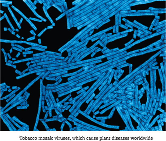 Introduction A Contagious Living Fluid Tobacco Mosaic Virus Fifty miles - photo 3