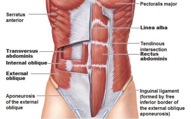 Rectum of the Abdomen The rectus abdominis muscle is innervated by the last six - photo 3