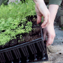 Greenhouse Vegetable Gardening - image 4