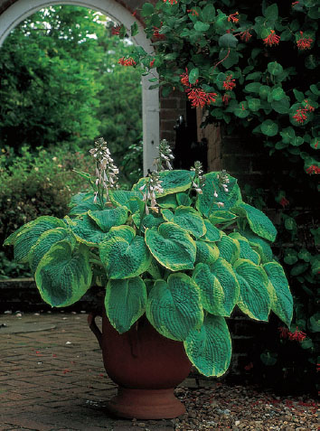 A wide urn-shaped pot suits the spreading habit of the variegated hosta Hosta - photo 13