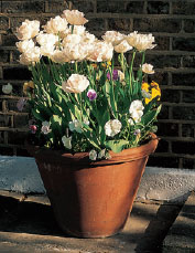 Dwarf tulips make a good spring plant for this simple terra-cotta pot The - photo 17