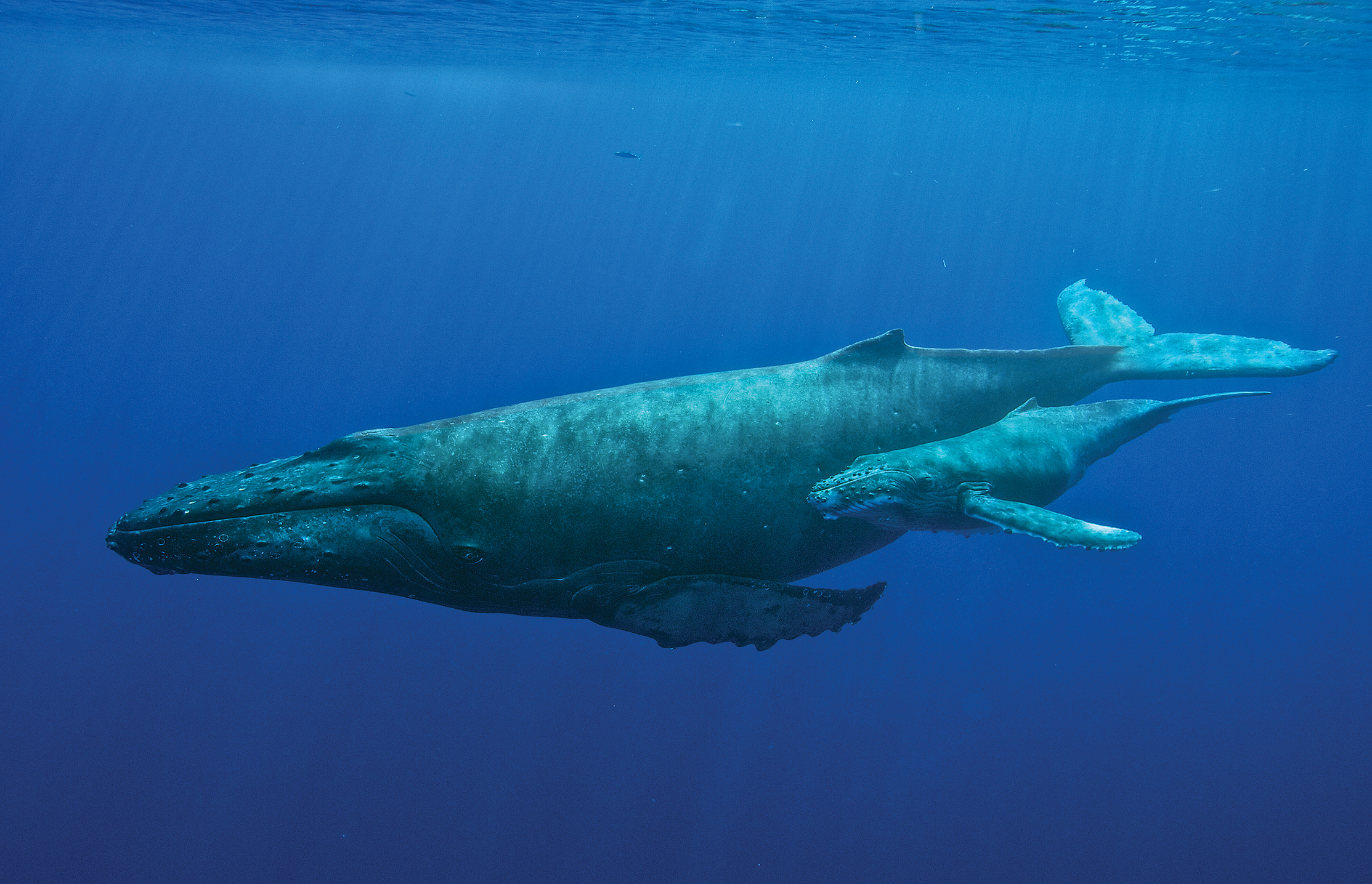 SUSTAINING OUR OCEAN AND GREAT LAKES By Kristen Sarri DISCOVER WONDER - photo 3