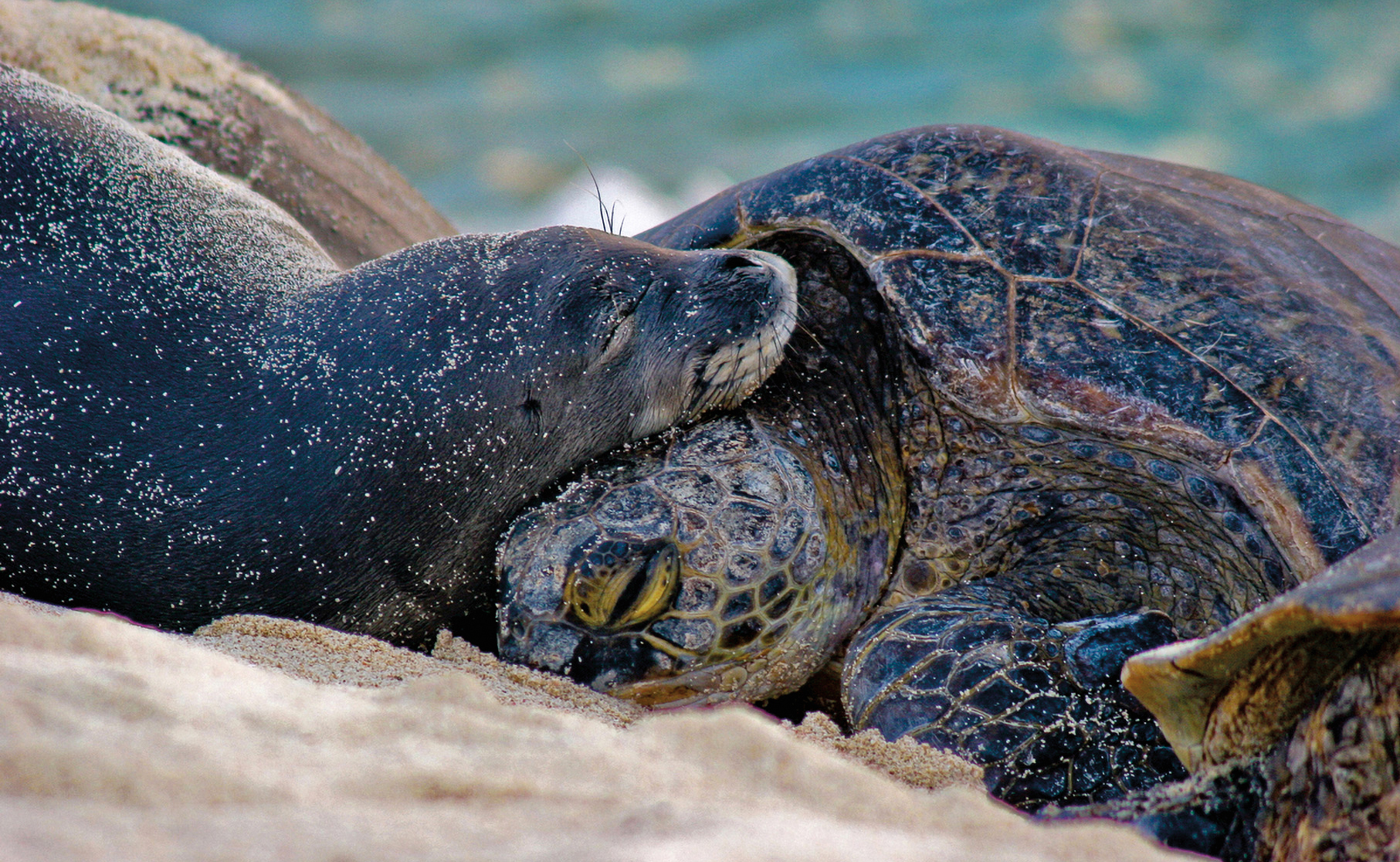 A Hawaiian monk seal rests with a green sea turtle on a beautiful beach in - photo 5