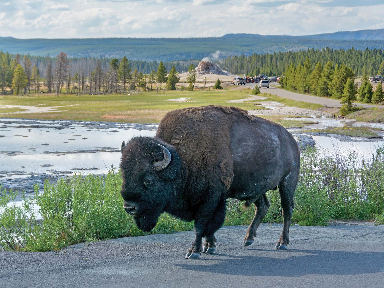 WATCH FOR WILDLIFE IN YELLOWSTONE Driving through the stark wilderness of - photo 9