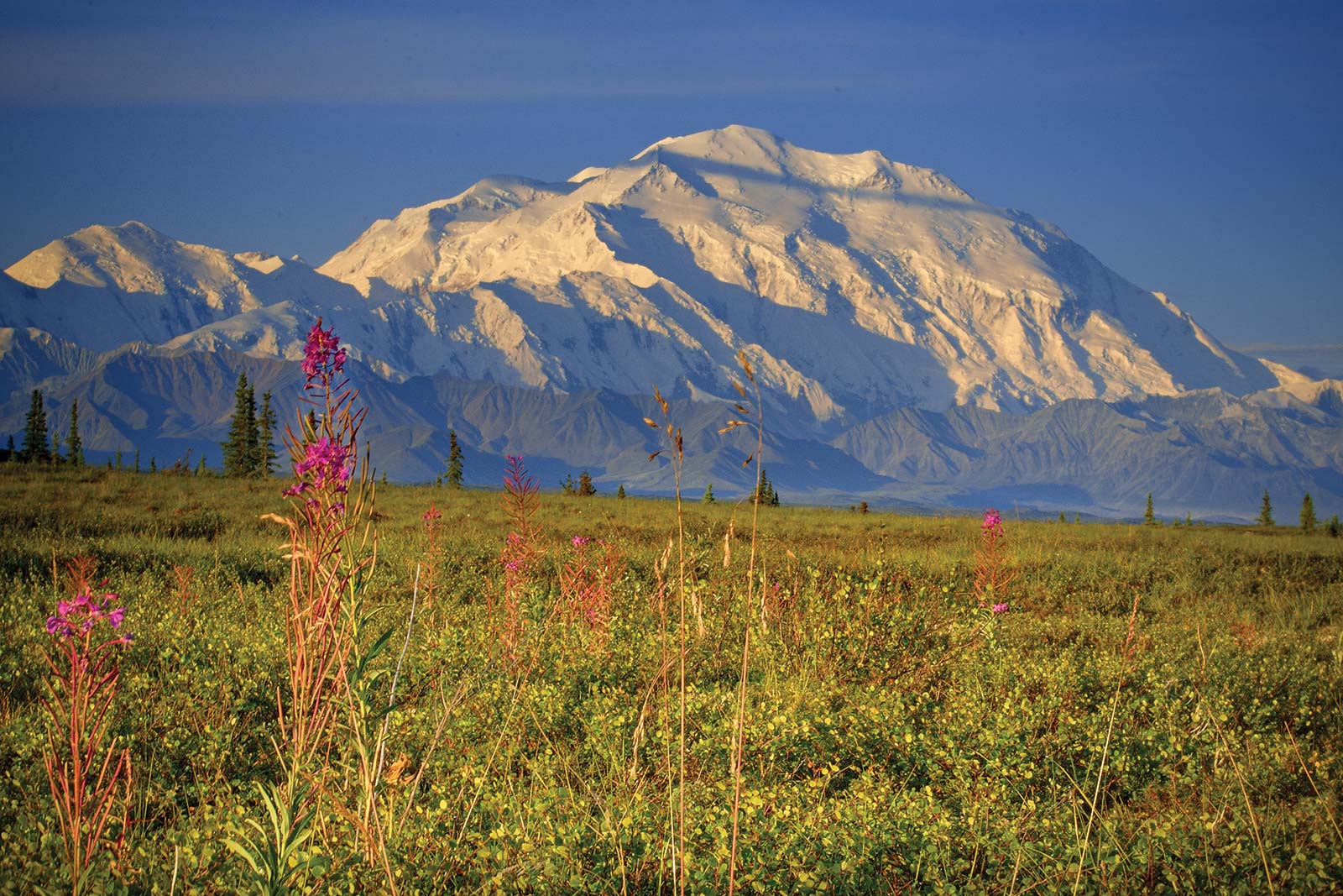 GAWK AT NORTH AMERICAS TALLEST MOUNTAIN Denali rises grandly in the distance - photo 14