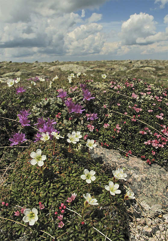 WILDFLOWERS of NEW ENGLAND Ted Elliman New England Wild Flower Society - photo 2