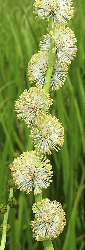 CONTENTS FOREWORD The New England flora has been studied by botanists - photo 5