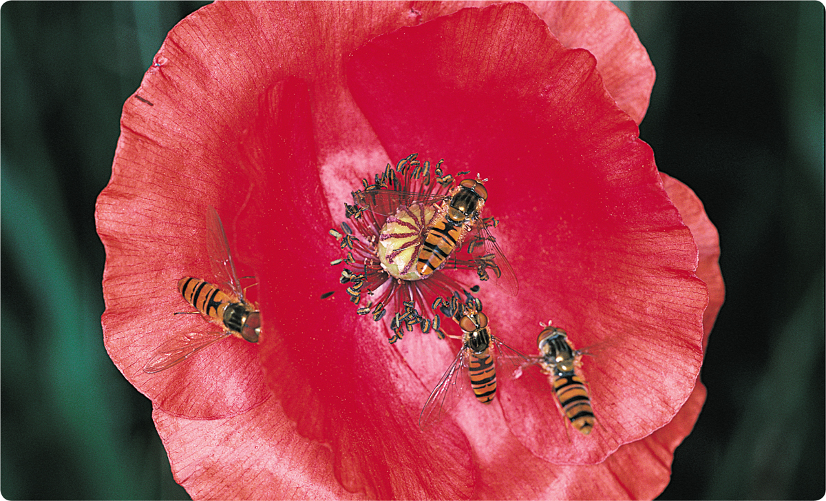 Hoverflies in a poppy Just peer into any flower and you might find a - photo 7