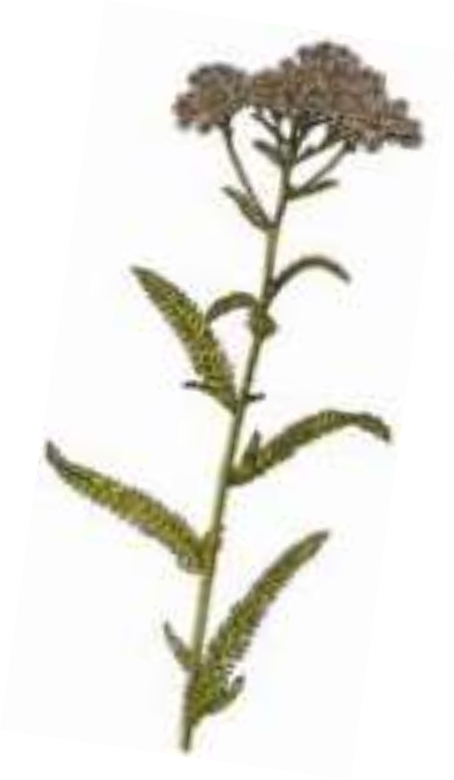 Family AsteraceeComposite It is a perennial herbaceous plant from a minimum - photo 8