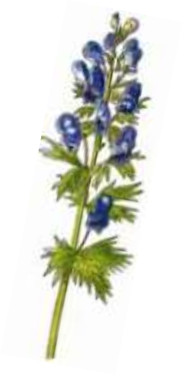 Family Ranuncolaceae Aconitum is a perennial herbaceous plant up to 150 cm - photo 9