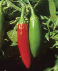 Serrano chiles in the authors garden Photograph by Dave DeWitt baccatumThe - photo 6