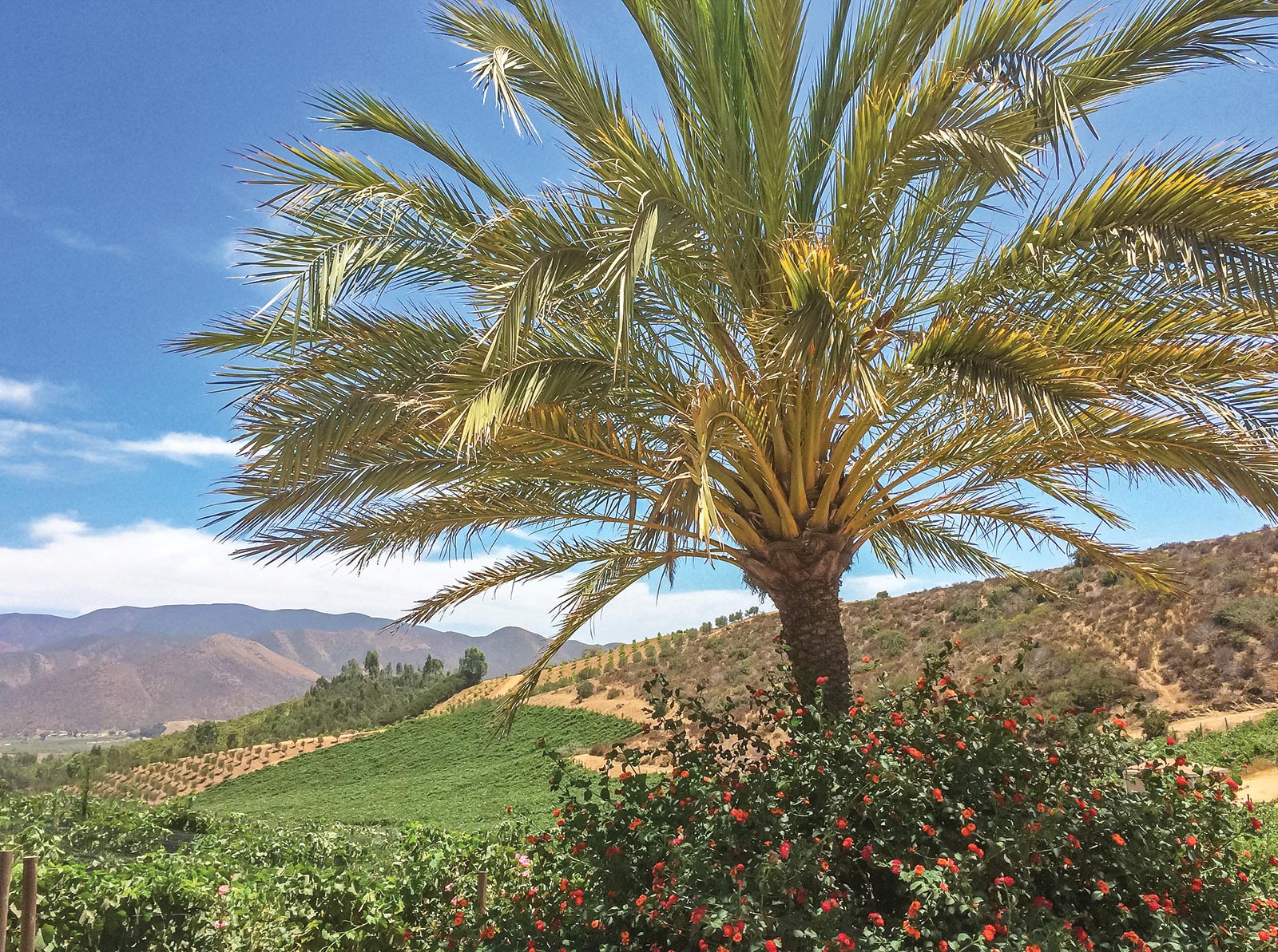 Valle de la Grulla Just east of Ensenada the serene Valle de Guadalupe is home - photo 11