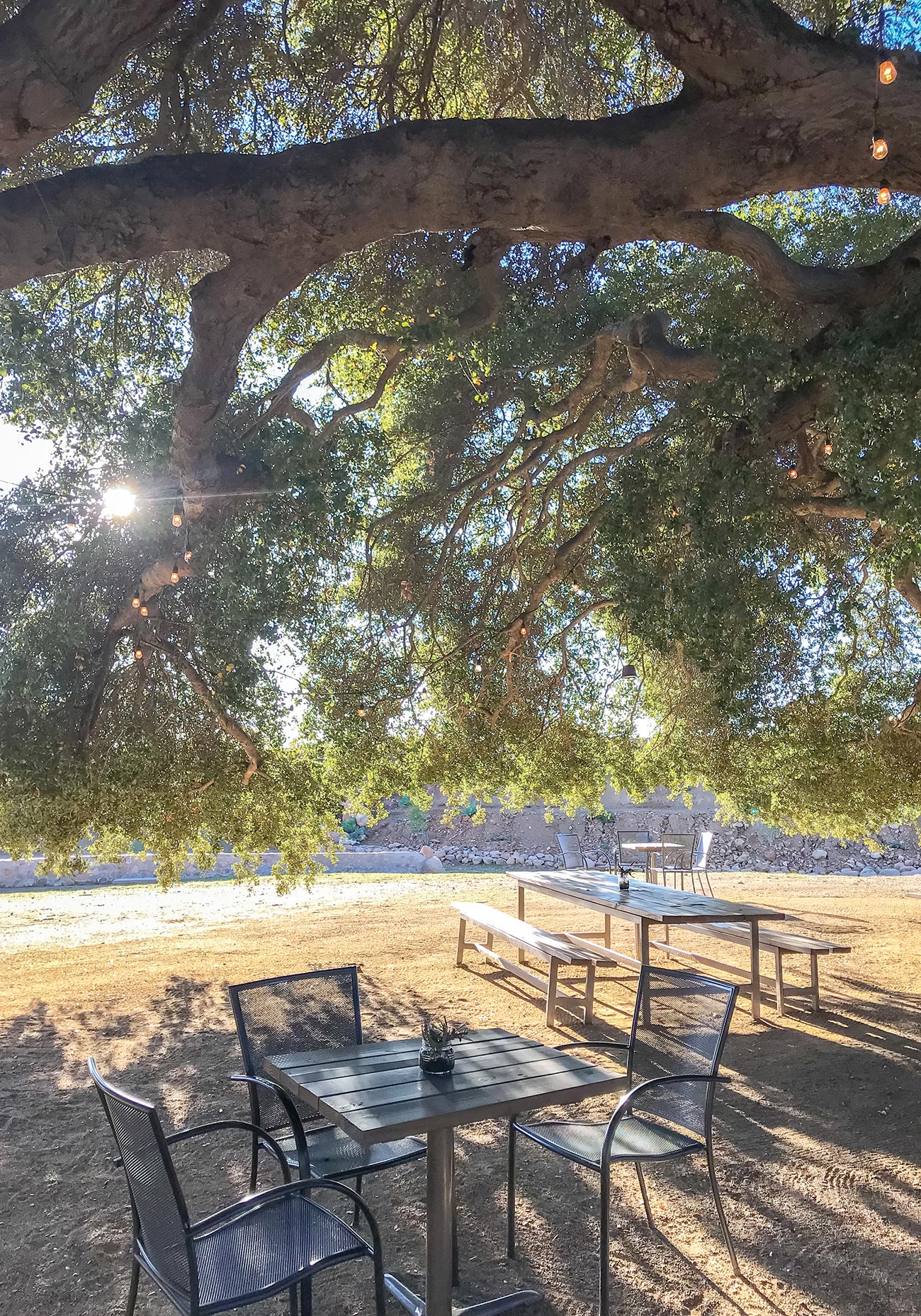 oak trees at Casa Magoni winery casual outdoor setting at Troika restaurant - photo 13