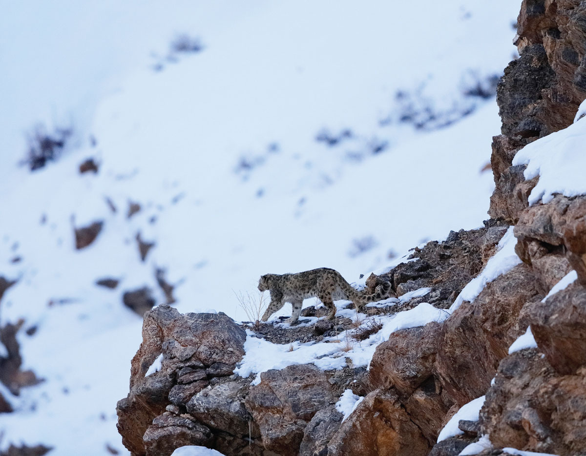 This book is dedicated to the memory of renowned mammalogist Jeanette Thomas - photo 4