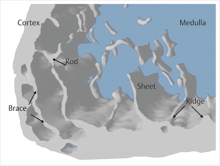 Fig 12 The radial styloid cortex is quite thin but is reinforced by bracing - photo 2