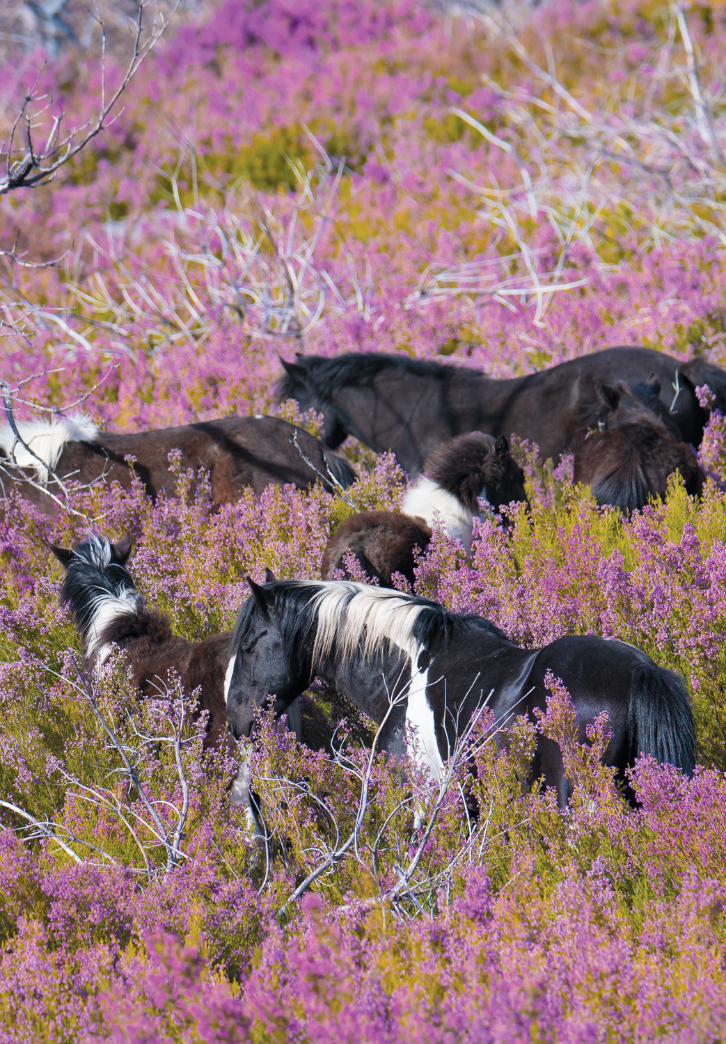 HORSES in COMPANY Lucy Rees JA ALLEN First published in 2017 by JA - photo 1